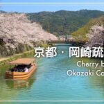 【京都・岡崎疏水の桜】Japanese garden. Cherry blossoms in Okazaki Canal, Kyoto.