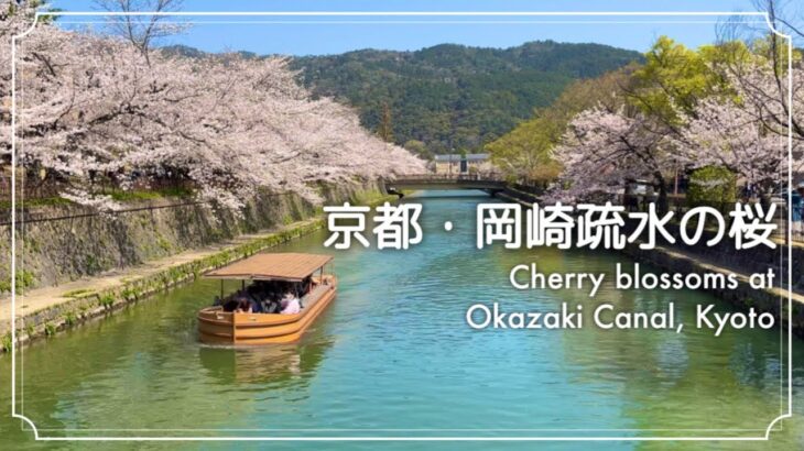 【京都・岡崎疏水の桜】Japanese garden. Cherry blossoms in Okazaki Canal, Kyoto.