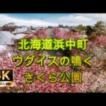 【ドローンで地域を魅力化】はまなか桜公園の桜を４K撮影～ウグイスが鳴く酪農地帯の見事な桜～