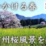 【風景写真】春の北信州桜風景を撮る 黒部のエドヒガン桜｜Landscape photography Japan