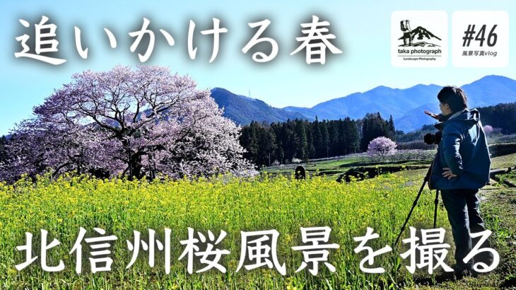 【風景写真】春の北信州桜風景を撮る 黒部のエドヒガン桜｜Landscape photography Japan