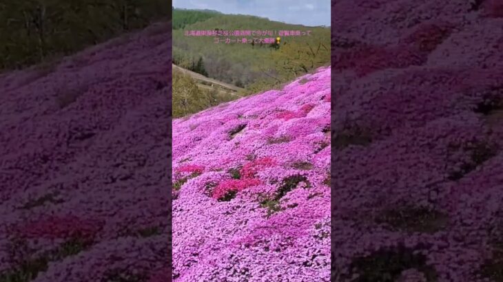 【満開】北海道東藻琴芝桜公園🌸満開すぎて大優勝🏆️ #nature #travel #北海道 #絶景 #大自然 #東藻琴 #芝桜 #観光地 #母の日 #満開 #風景 #オホーツク #旅 #旅人 #丘