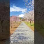 桜の絵画がよみがえる！富士吉田市・富士散策公園の桜風景　#富士山 #shorts #sakura