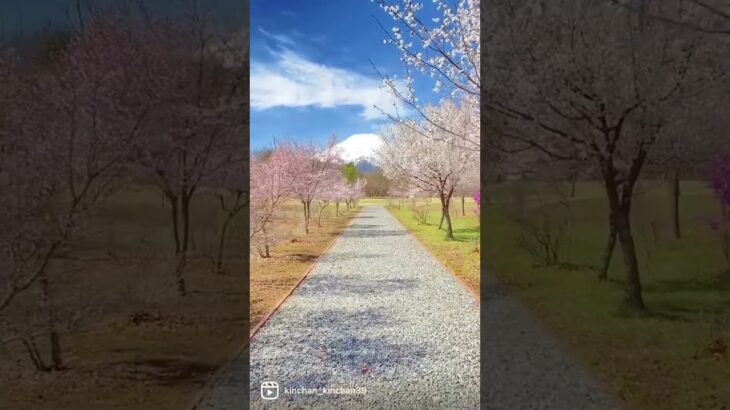 桜の絵画がよみがえる！富士吉田市・富士散策公園の桜風景　#富士山 #shorts #sakura