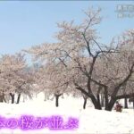 雪国ならではの風景「雪上桜」