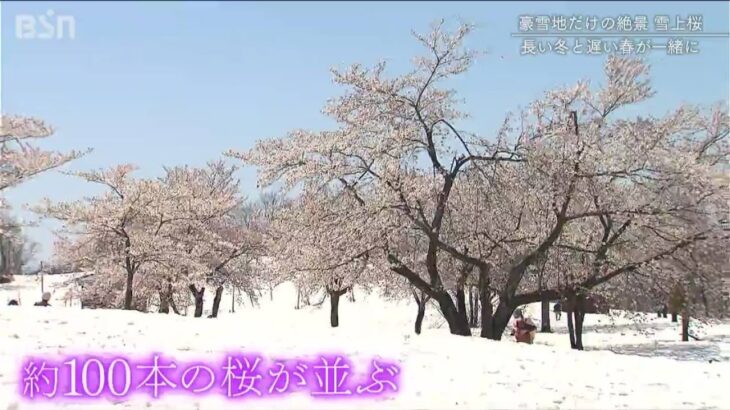 雪国ならではの風景「雪上桜」