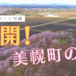 美幌町の桜が咲き誇る！ドローンが捉えた彩る風景