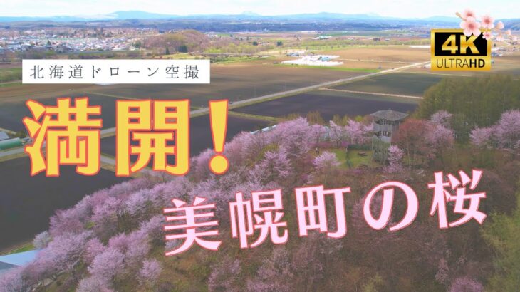 美幌町の桜が咲き誇る！ドローンが捉えた彩る風景