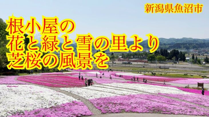 根小屋花と緑と雪の里から　芝桜の風景