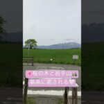 〜雫石十四景〜　　　　　　小岩井農場の一本桜と岩手山　この癒しの風景をカメラに📷おさめようと次から次へと人が訪れます