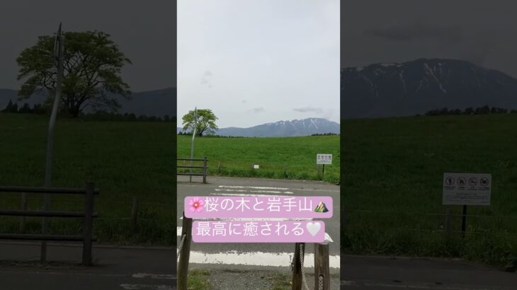 〜雫石十四景〜　　　　　　小岩井農場の一本桜と岩手山　この癒しの風景をカメラに📷おさめようと次から次へと人が訪れます