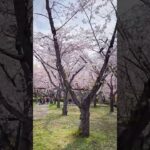 愛知の美しい風景　名古屋市平和公園の桜の園の満開ソメイヨシノ