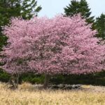 【フリー動画】満開の北海道の桜（千島桜かエゾヤマザクラ）と廃屋のある風景