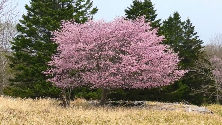 【フリー動画】満開の北海道の桜（千島桜かエゾヤマザクラ）と廃屋のある風景