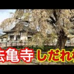 【函館】法亀寺のしだれ桜が最高でした！