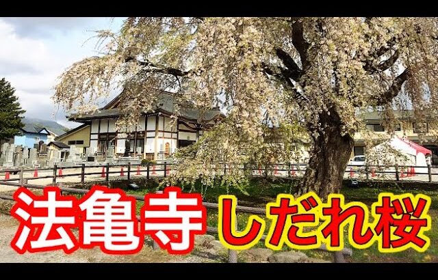 【函館】法亀寺のしだれ桜が最高でした！