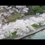 ＃海津大崎（琵琶湖）の桜　～ドローン空撮～