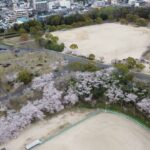 『さくら周南緑地公園』でドローン撮影！桜の森が美しい！　＃桜　＃キリンビバレッジ周南　＃ドローン