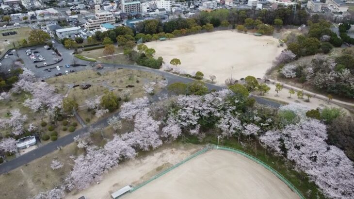 『さくら周南緑地公園』でドローン撮影！桜の森が美しい！　＃桜　＃キリンビバレッジ周南　＃ドローン