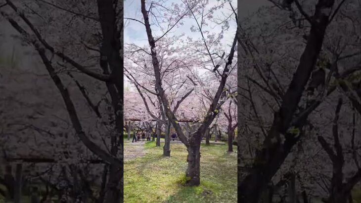 愛知の美しい風景　名古屋市平和公園の桜の園の満開ソメイヨシノ