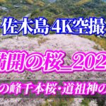 ドローン空撮：佐木島 満開の桜_2023 塔の峰千本桜・道祖神の丘  絶景魅せます！
