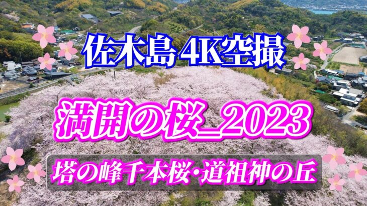ドローン空撮：佐木島 満開の桜_2023 塔の峰千本桜・道祖神の丘  絶景魅せます！