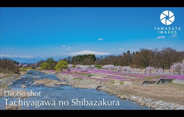 立谷川河川敷の芝桜（ドローン4K空撮）