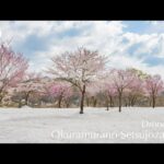 大蔵村肘折の雪上桜（ドローン4K空撮）