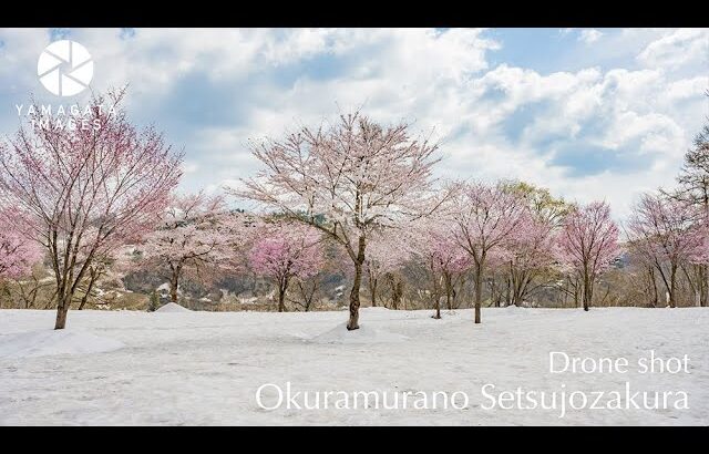 大蔵村肘折の雪上桜（ドローン4K空撮）