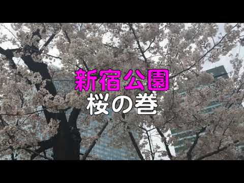 🌀日本の風景 #614 新宿公園・桜の巻
