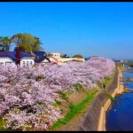 【ドローン映像】中元寺河川敷桜並木/Chuganji riverside cherry blossom trees