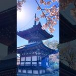 桜と多宝塔が美しいお寺 #桜 #京都旅行 #日本の風景Honpō-ji · Kyoto Japan すずめの戸締まり – るか