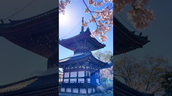 桜と多宝塔が美しいお寺 #桜 #京都旅行 #日本の風景Honpō-ji · Kyoto Japan すずめの戸締まり – るか