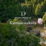 [SAKURA DRONE 4K] 和歌山県古座川町のクマノザクラ｜Kumanozakura in Kozakawa｜桜ドローンプロジェクト2023