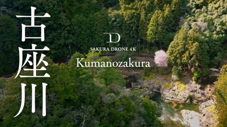 [SAKURA DRONE 4K] 和歌山県古座川町のクマノザクラ｜Kumanozakura in Kozakawa｜桜ドローンプロジェクト2023