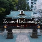 [SAKURA DRONE 4K] 東京都渋谷区 金王八幡宮の金王桜｜Sakura in Konno Hachimangu｜桜ドローンプロジェクト2023