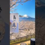 桜と富士山の饗宴！新倉山浅間公園の美しい春の風景　#富士山 #fujisan #shorts