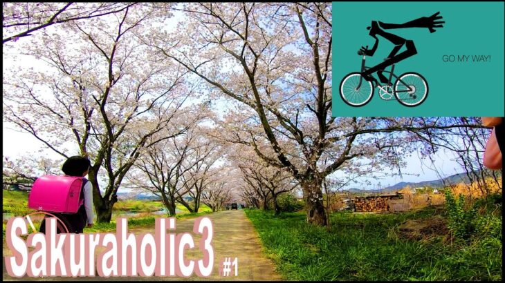 🚴サイクリング風景 🌸桜三昧🌸① [ 脂肪燃焼 ]