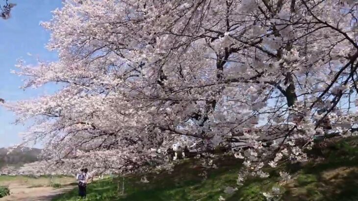 大河原千本桜まつり2023　@大河原千本桜　@祭り　@風景