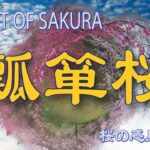 PLANET OF SAKURA 桜の惑星vol. 6　ひょうたん桜