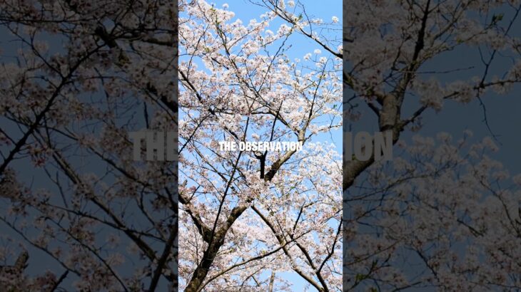 日本の桜 自然風景 Piano BGM リラクゼーション音楽