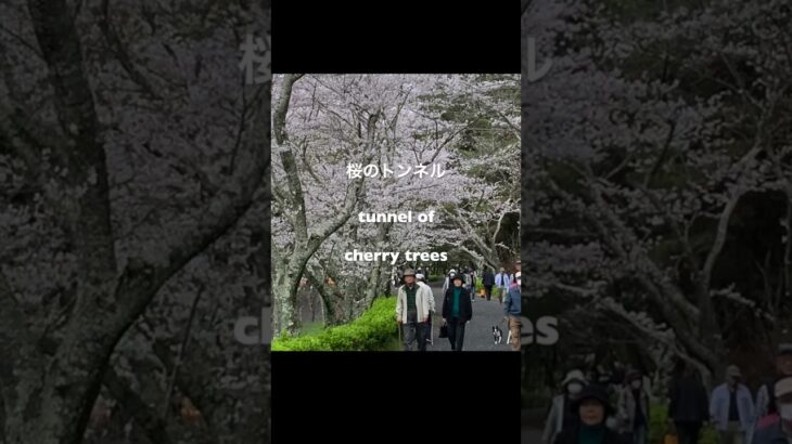 桜の風景/ 香川県公渕森林公園/油彩画と風景 views & painting cherry blossoms in Kinbuchi Park #shorts
