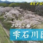 【ドローン空撮】雫石川園地・桜 2023