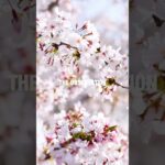 【リラックス】風に揺れる桜 自然風景 Piano BGM