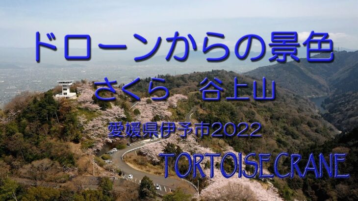 桜SAKURA2022　愛媛県伊予市　谷上山　空撮　ドローン