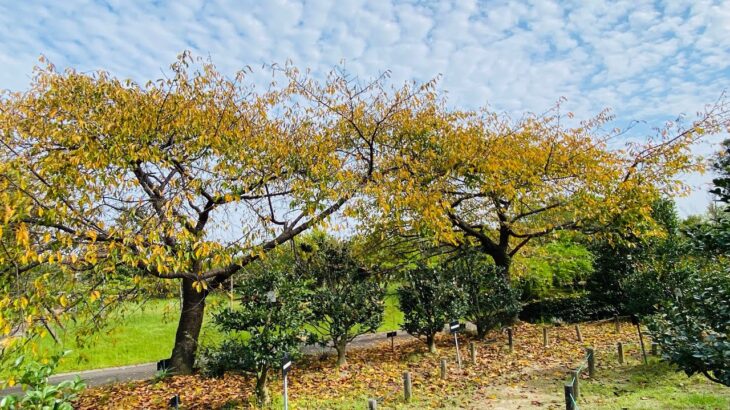 【紅葉】愛知県植木センター 河津桜2023年9月下旬