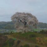 【平家の一本桜】推定樹齢250年の一本桜！ドローン空撮