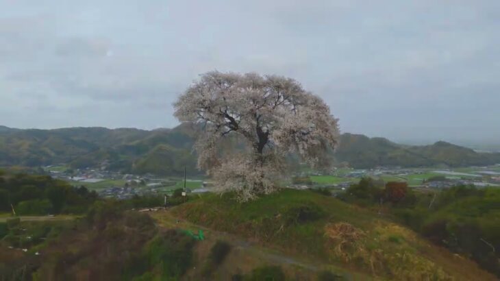 【平家の一本桜】推定樹齢250年の一本桜！ドローン空撮