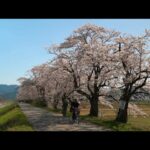 富山癒しの風景シリーズ【神通川さくら堤の桜】（富山市）