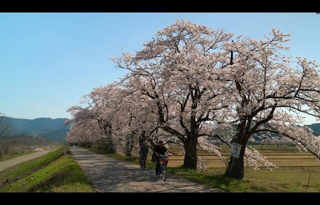 富山癒しの風景シリーズ【神通川さくら堤の桜】（富山市）